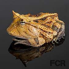 Ceratophrys Cornuta Frogs For Sale Horned Frogs Frog