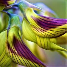 Image result for Crotalaria caudata