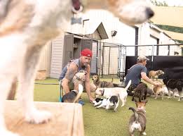 Maybe you would like to learn more about one of these? Seven Daysies Awards Best Pet Daycare 2019