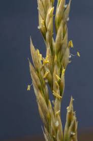 Image result for Centropodia