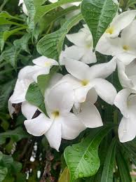 Image result for Apocynaceae subfamilies Apocynoideae and Rauvolfioideae