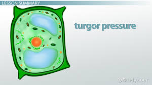 Turgor Pressure In Plants Definition Overview Video Lesson Transcript Study Com