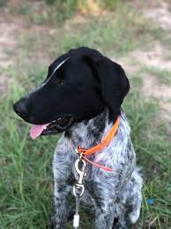 Nana the border collie performs amazing dog tricks. Purchase Border Collie German Shorthaired Pointer Mix Puppies Up To 71 Off