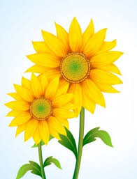 Daftar nama bunga lengkap beserta gambar dan penjelasannya. Vektor Bunga Matahari Yang Indah Eps Uidownload