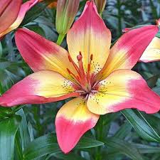 There are many kinds of jasmin flower different variety of them in different country, but in india (kerala) there are lots of different jasmin flowers. 27 Of The Best Lily Varieties Gardener S Path