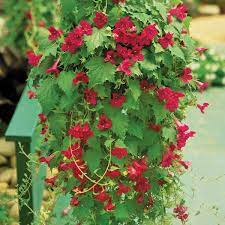 Creeping Gloxinia Lofos Wine Red P P Lophospermum Hybrid Trailing Flowers Flowering Vines Garden Vines