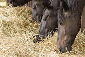 4 where does that leave us? Sticker Shock How Much Does It Cost To Feed A Horse