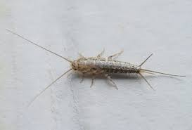 How To Get Rid Of Silverfish In 5 Steps Graduate Pest Solutions