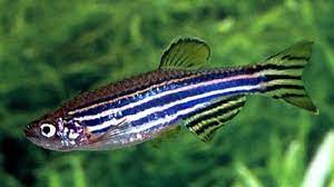 You can also find pictures of pregnant leopard danio fish, zebra danio, blue danio, burma danio. Zebra Danio Extra Large Live Fish And Tropical Pets