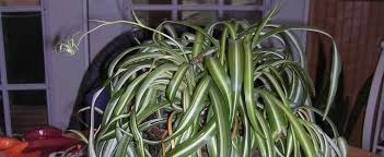 Oooh i have this, always thought it was a spider plant! Chlorophytum Airplane Plant Curly Spider Plant Chlorophytum Comosum Bonnie