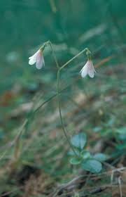 Image result for Linnaea borealis