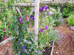 Maybe you would like to learn more about one of these? Wild In The Country Derbyshire The Perfect Flower Plot National Garden Scheme