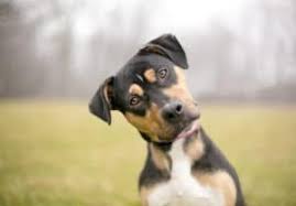 They should be fed in separate areas. How To Help Dogs Get Along Cesar S Way