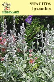 Image result for Maranthes goetzeniana