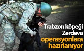 Trabzon Kopegi Zerdeva Operasyonlara Hazirlaniyor Foto Galeri Haberi