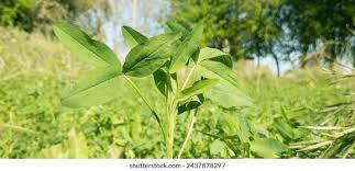 Image result for Solanecio mannii