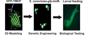 Genetic modification is any process by which genes are manipulated, changed, deleted or adjusted in order to amplify, change or adjust a certain characteristic of an gene cloning includes four basic steps. Cloning Genetic Engineering And Characterization Of Tmof Expressed In Saccharomyces Cerevisiae To Control Larval Mosquitoes Sciencedirect