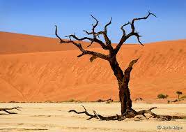 This image is inspired by frans lanting. Tywkiwdbi Tai Wiki Widbee Camel Thorn Trees In Namibia