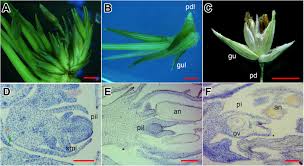 Hours may change under current circumstances Frontiers Using Transcriptome Analysis To Identify Genes Involved In Switchgrass Flower Reversion Plant Science