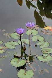 Image result for Nymphaeaceae