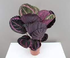 Maybe you would like to learn more about one of these? 24 Gorgeous Purple Houseplants Balcony Garden Web
