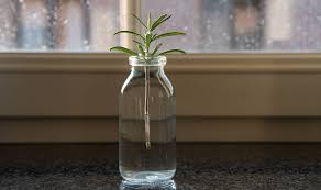 Image result for rosemary cuttings
