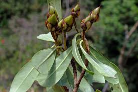 Image result for Pentaphylacaceae