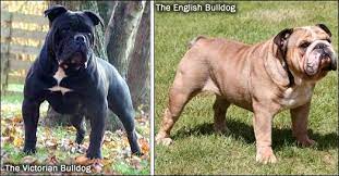 Check spelling or type a new query. Victorian Bulldog Info Temperament Training Diet Puppies Pictures Victorian Bulldog Bulldog English Bulldog