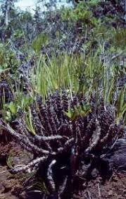 Image result for Costularia