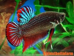 Wild Type Betta Imbellis Tropical Fish Tanks Saltwater Aquarium Fish Betta Fish