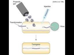  before the transformation cells are put into service, the actual existence in the room of the maneuvering stool, maneuvering stops, dry chemical extinguishers and first aid kit will be checked and the operators will be dressed with the garments of personal protection. Transformation Of Host Cells Amrita University Youtube