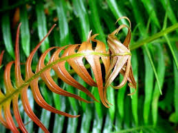 Image result for Blechnum attenuatum