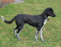 Wonderful hunting and family pets. German Shorthair Collie Mix German Shorthair Collie Mix Pup