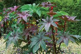 Image result for Vernonia zanzibarensis