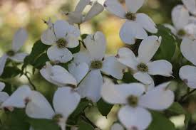 Since they grow only 15 to 30 feet (4.6 to 9 m.) tall, there is room for a dogwood tree in almost any landscape. Cornus Florida Wikiwand