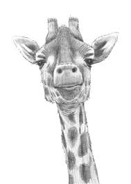 Camel1 Jpg 1193 1677 Giraffe Art Animal Drawings Giraffe Drawing