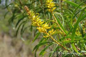 Image result for Crotalaria phylicoides