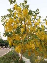 Image result for Cassia angolensis