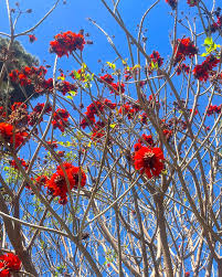 Image result for Erythrina afra