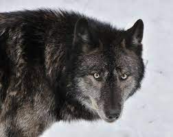 Wolves In 2020 Mexican Wolf Black Wolf Wolf Photos