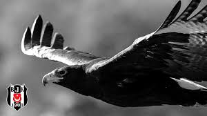 🦅ölümüne beşiktaş 🦅takipler davet amaçlıdır 🦅gt var Besiktas Jk On Twitter Kara Kartal Geliyor Bjkvden