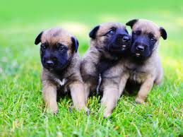 Breeders decided to give each of the different varieties of belgian shepherd dogs. Belgian Malinois Puppies Breed At A Glance