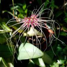 600 x 600 jpeg 248 кб. Bulbophyllum Thai Spider