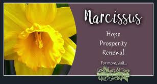 One frequent asked question is about the color of the flower and its meaning. Narcissus Meaning Symbolism Flower Meanings
