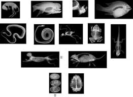 Animal Xrays For Light Table Or To Put In A Window Dramatic Play Preschool Classroom Pets Pets Preschool