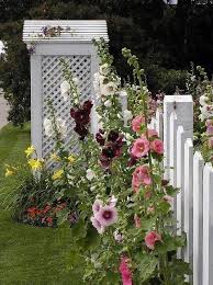 Hollyhock Border Along Fence Cottage Garden Beautiful Flowers Beautiful Gardens