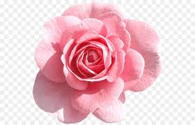 All png images can be used for personal use unless stated otherwise. Rose Pink Clip Art Light Pink Rose Png Clipart Pink Rose Png Pink Flowers Background Flower Png Images