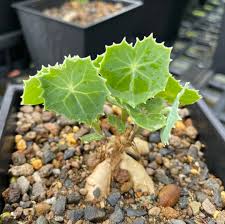 Image result for Senecio oxyriifolius