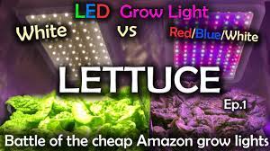The watts of led grow lights needed for each square foot depends on the following key factors. White Led Vs Red Blue White Led Grow Test W Time Lapse Lettuce Ep 1 Youtube