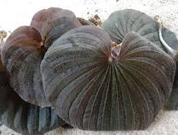 Image result for Nervilia sp.no.4